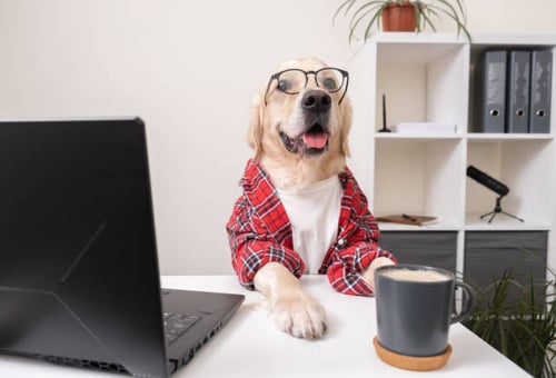 How to Appear Higher on Search Results: SEO Tips for Pet-Care Businesses