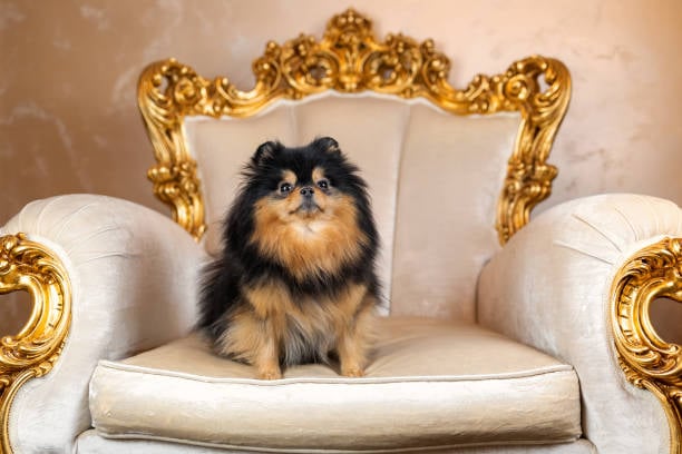 Exploring the Rise of Luxury Dog Boarding Services