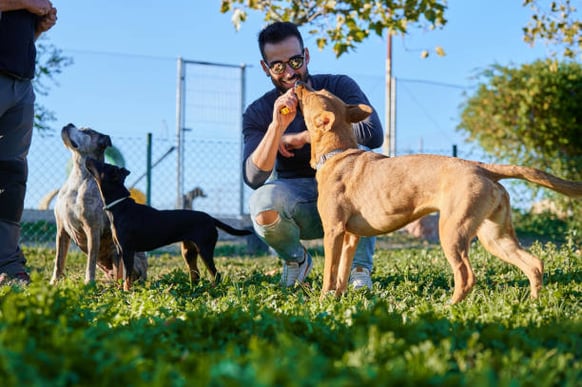 A man trains a dog outside