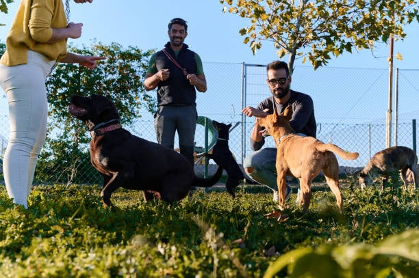 supervised group dog play outside