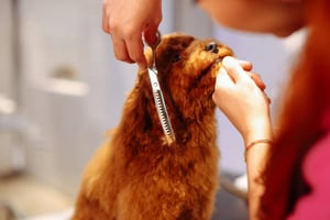 Seasonal Dog Grooming: Addressing Autumn Allergies and Skin Conditions
