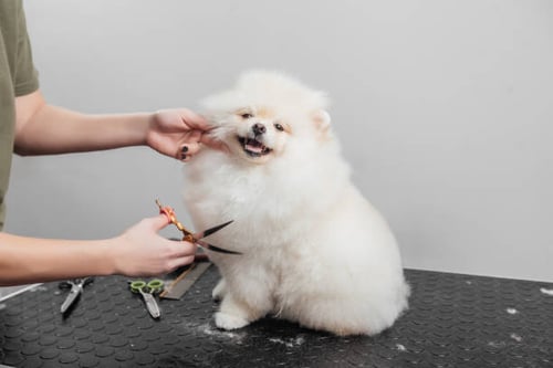Top Dog Grooming Styles on the Rise in 2024