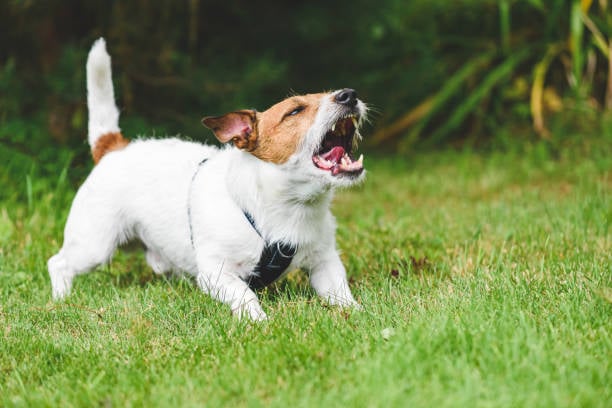 Behavioral Modification Case Studies and Success Stories in Dog Training