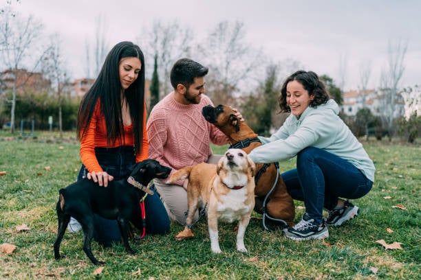 Building a Strong Team Culture in Pet Care