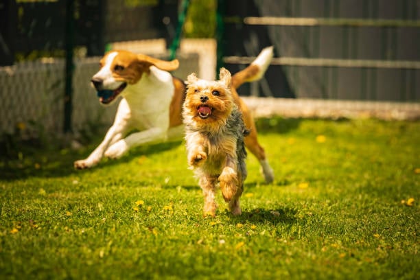This image is of two dogs playing at a dog park, illustrating Gingr's customization for dog parks.
