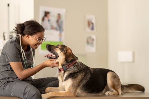 Canine First Aid Basics for Dog Daycare Staff