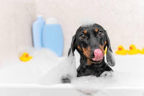 Proper Grooming for Various Dog Breeds – A Comprehensive Guide