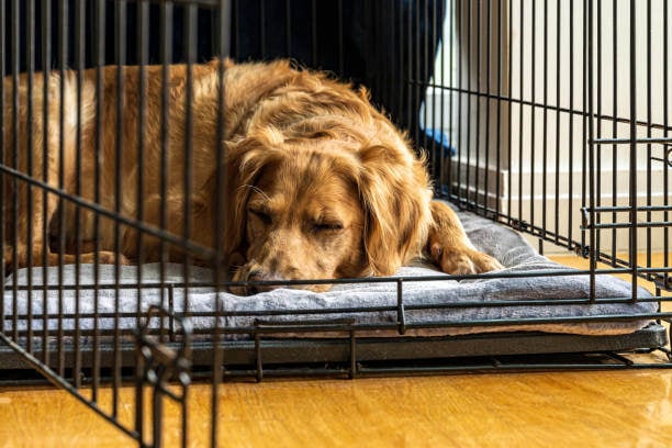dog sleeping in dog crate with open door