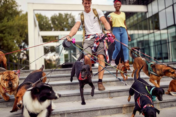 Make Predictions for Your Pet Business Using Your Data