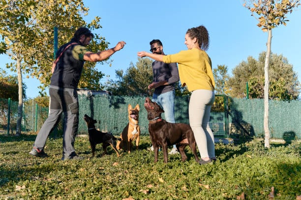 Integrating Behavioral Training into Doggy Daycare