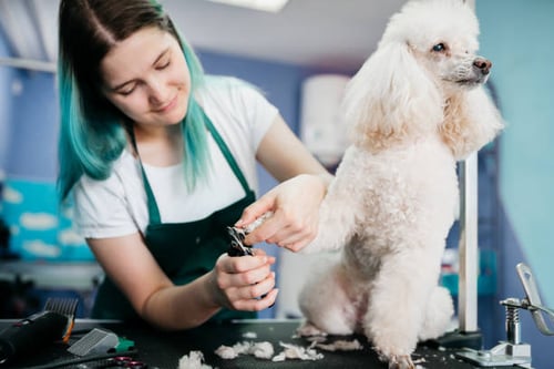 A Fluff-tastic Experience: Preparing Your Dog for Their First Grooming Appointment