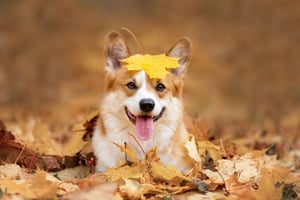 istockphoto-1398810303-612x612