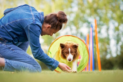 Dog Daycare Expansion: Adding Dog Training