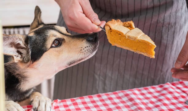 dog trying to eat a slice of pumpkin pie