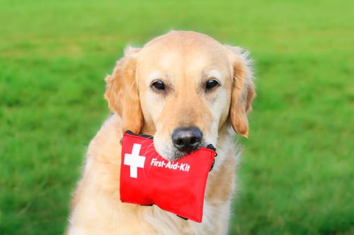 Canine First Aid Basics for Dog Daycare Staff