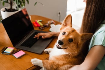 Pet-care software like Gingr can greatly increase revenue, customer satisfaction and customer retention.  Benefits:  Comprehensive booking systems tailored to the pet-care industry. Allow clients to schedule appointments, reserve boarding slots, and select specific services online. Integration with payment gateways for seamless transactions.