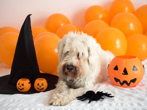 Preparing for Post-Halloween: Cleaning Tips for a Mess-Free Facility
