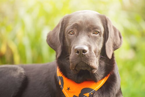 Decorating Your Pet Business: Safe and Fun Halloween Ideas