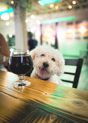 The Rise of Dog Bars as the Ultimate Socializing Hub