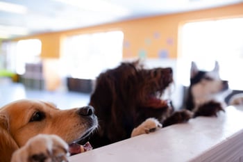 Dog Daycare Businesses: A Profitability Analysis