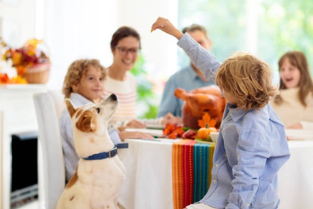 child feeding dog from Thanksgiving dinner table