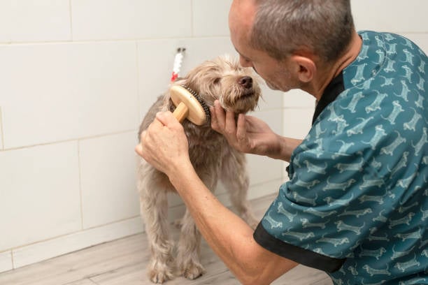 full-service dog grooming