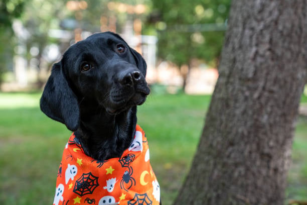 Ghostly Grooming: Creating Themed Looks for the Spooky Season