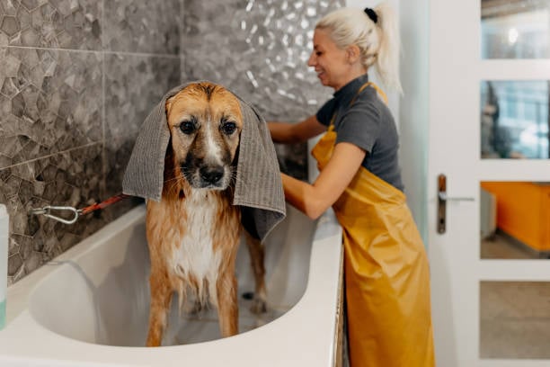Preparing Your Dog Grooming Business for the Busy Season