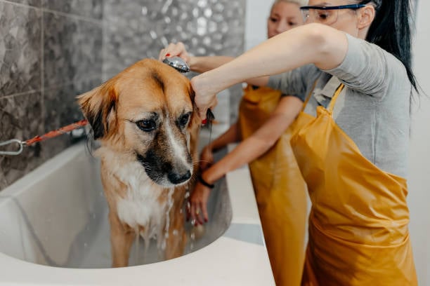 dog groomer training staff member on dog bathing