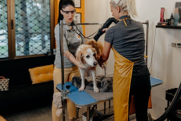 dog grooming staff at work