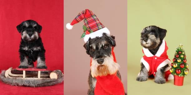 Marketing Your Dog Grooming Services for the Holiday Season