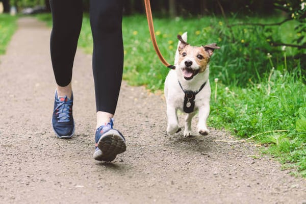 Analyzing Your Prices for Dog Boarding Services