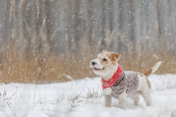 Snow Safety Tips: A Guide for Pet-Care Businesses