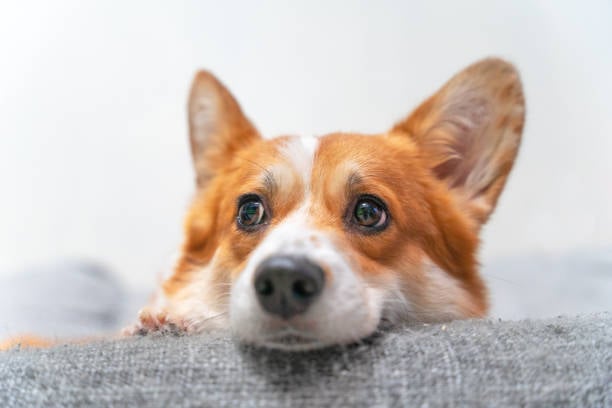 A stressed corgi dog lays down