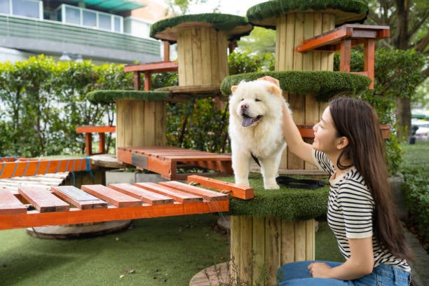 well-designed pup playground with smiling dog and woman