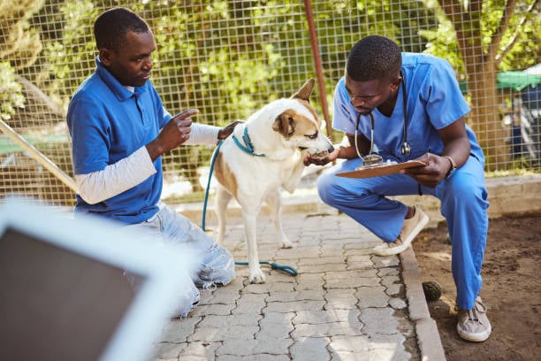 The Importance of Pet Insurance for Business Owners