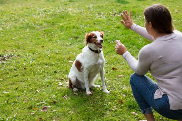 Innovations in Dog Training Techniques