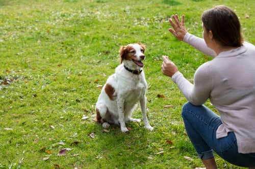 The Science Behind Positive Reinforcement Dog Training