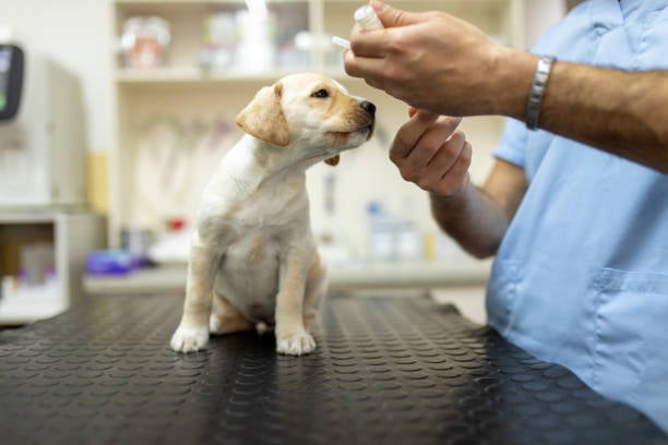 puppy sniffing dog vaccinations