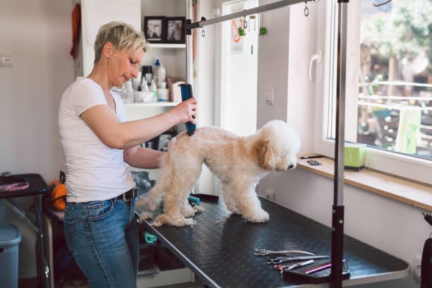 groomer whose pet grooming business plan involves a physical salon