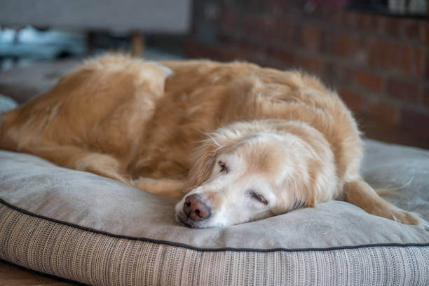 Boarding senior dogs deals