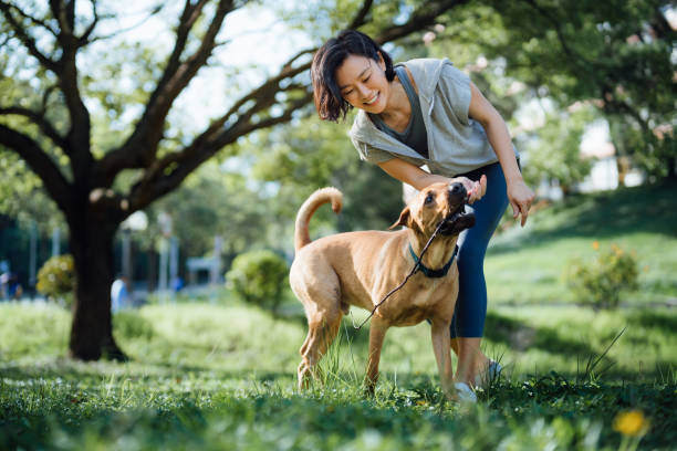 Activities to Keep Dogs Engaged and Happy