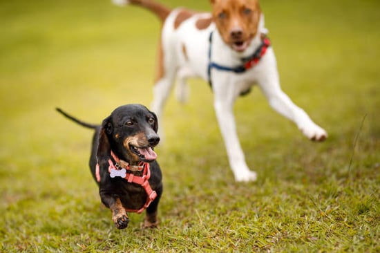 Two dogs run together