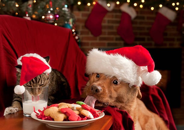 The Dos and Don'ts of Feeding Holiday Foods to Pets