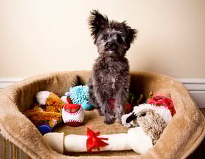 Pet Supplies Empire - Dog Lovers Directory