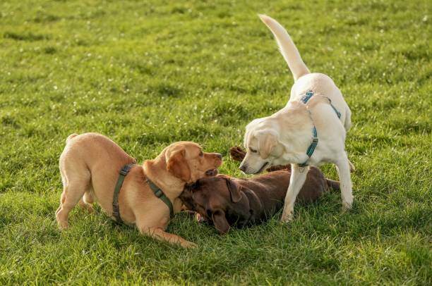Creating a Stress-Free Experience for First-Time Daycare or Kennel Clients