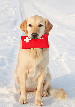 Canine First Aid Basics for Dog Daycare Staff