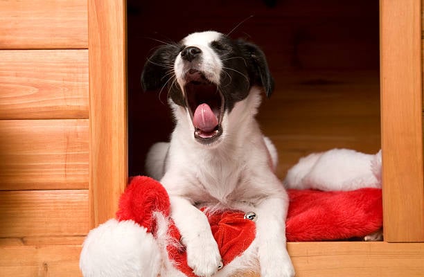 cozy yawning dog in a pet hotel