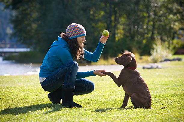 Gingr Insights: Tracking Dog Behavior Over Time