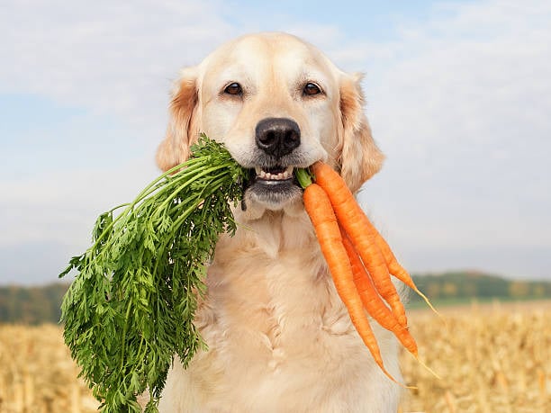 Nutrition Focus: Healthy Dog Diets for Daycare